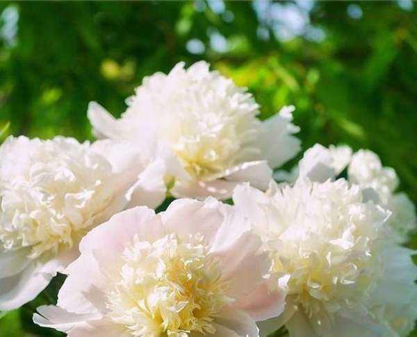 大芍藥花,芍藥花的養殖方法和注意事項圖8