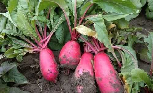 羅卜怎么存放時(shí)間長(cháng)