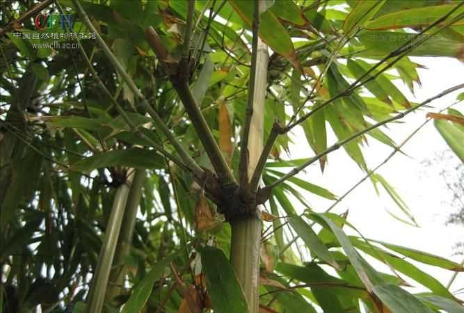 毛竹上的白色粉末是什么物質(zhì)呢