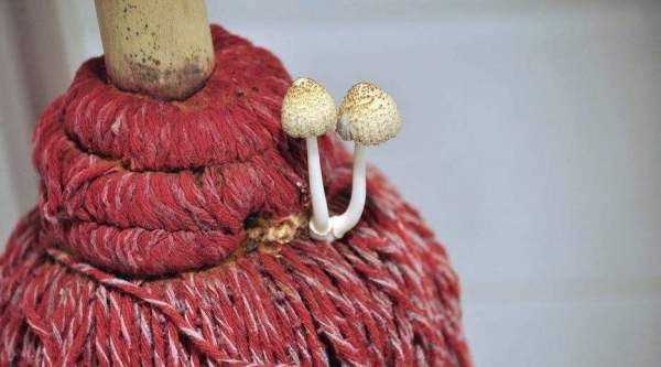 拖完地有腥味是什么原因,拖過(guò)地之后有腥味怎么辦?圖5