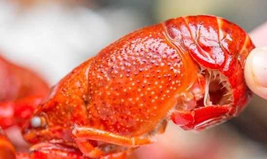 怎么判斷小龍蝦熟沒(méi)熟,怎么看小龍蝦熟了沒(méi)有圖4