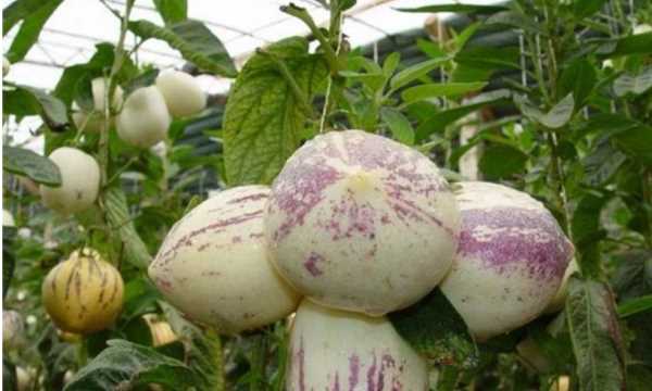 人參果怎樣才是熟了,人生果怎么判斷熟了圖3