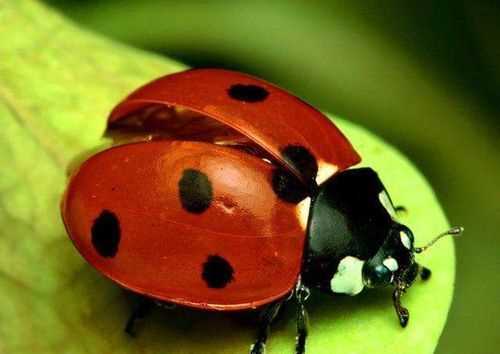 七星瓢蟲(chóng)是害蟲(chóng)還是益蟲(chóng)啊
