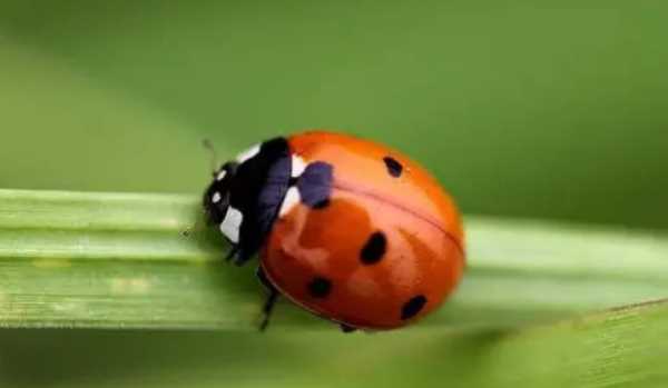 七星瓢蟲(chóng)為什么是益蟲(chóng),七星瓢蟲(chóng)是害蟲(chóng)還是益蟲(chóng)啊圖2