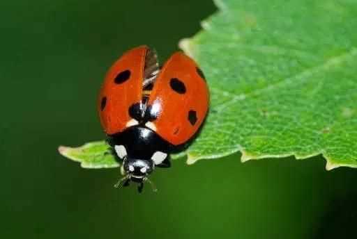 七星瓢蟲(chóng)為什么是益蟲(chóng)