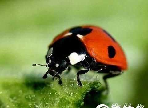 大家知道為何有的瓢蟲(chóng)是益蟲(chóng)還是害蟲(chóng)