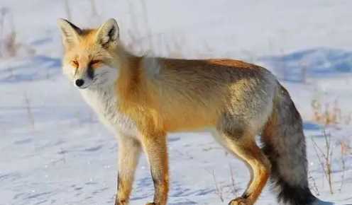 狐貍吃兔子,狐貍吃兔子嗎圖4