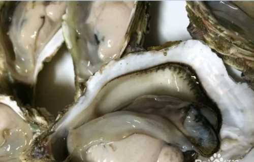 生蠔怎么處理干凈 生蠔如何清洗圖解