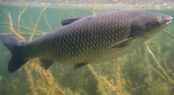 水庫釣草魚(yú)釣底還是釣浮,釣草魚(yú)是釣底還是釣浮比較好圖2