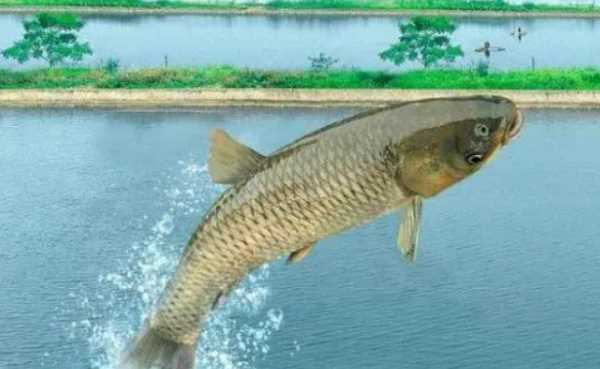 水庫釣草魚(yú)釣底還是釣浮,釣草魚(yú)是釣底還是釣浮比較好圖3