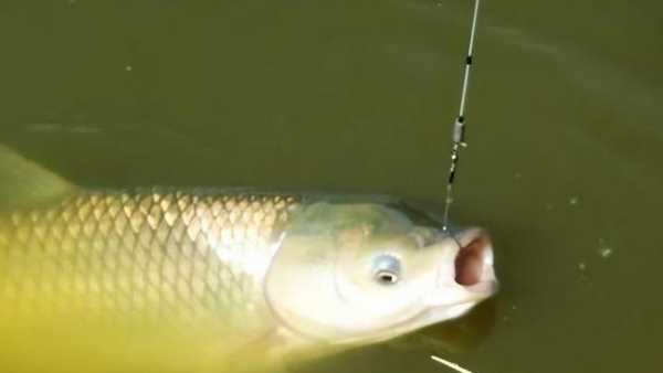 水庫釣草魚(yú)釣底還是釣浮,釣草魚(yú)是釣底還是釣浮比較好圖4