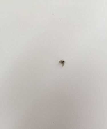 燈上有很多小飛蟲(chóng)怎么辦哪里來(lái)的