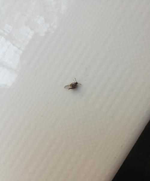 燈光下小飛蟲(chóng)怎么消滅小竅門(mén)