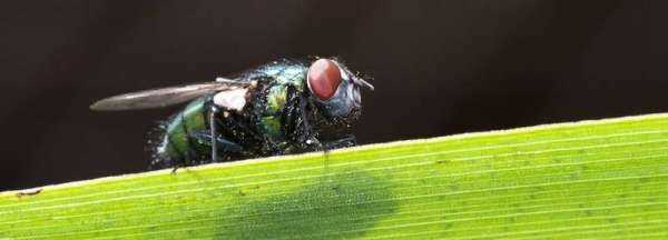 燈光下有很多小飛蟲(chóng)怎么辦,燈上有很多小飛蟲(chóng)怎么辦哪里來(lái)的圖4