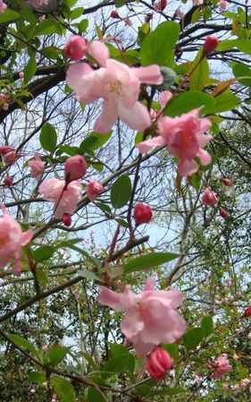 花紅柳綠屬于哪個(gè)季節的成語(yǔ)