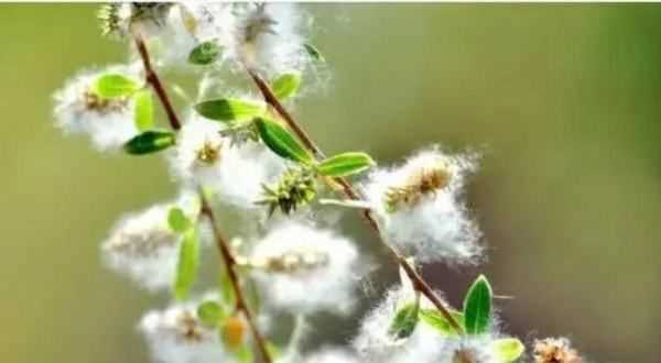 柳絮和楊絮什么時(shí)候飄,柳絮什么時(shí)候開(kāi)始飄圖2