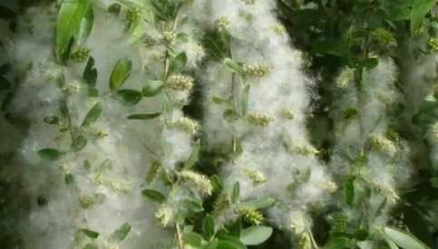 柳絮和楊絮什么時(shí)候飄,柳絮什么時(shí)候開(kāi)始飄圖3