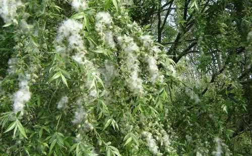 柳絮和楊絮什么時(shí)候飄,柳絮什么時(shí)候開(kāi)始飄圖4