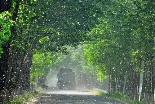 柳絮和楊絮什么時(shí)候飄,柳絮什么時(shí)候開(kāi)始飄圖5