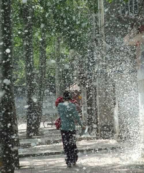 先飄柳絮還是先飄楊絮