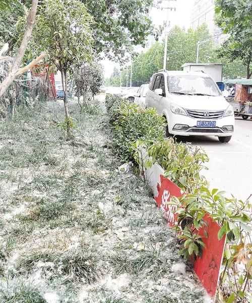 楊絮柳絮幾月份開(kāi)始幾月份結束河南