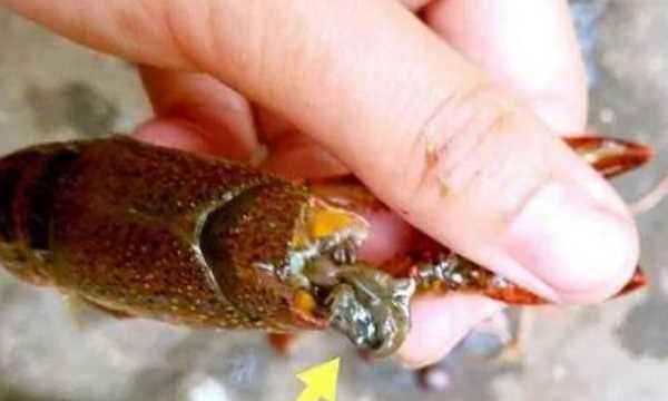 怎么洗蝦尾洗的干凈,蝦尾怎樣洗才能才干凈圖4