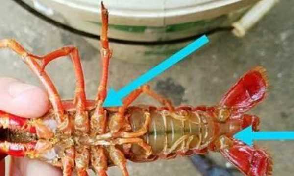 怎么洗蝦尾洗的干凈,蝦尾怎樣洗才能才干凈圖5