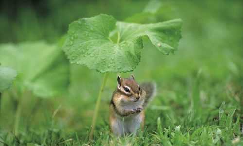 哪些動(dòng)物會(huì )預報天氣