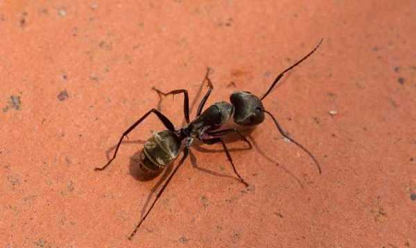 哪些小動(dòng)物能預知下雨,哪些小動(dòng)物能預知下雨的視頻圖3