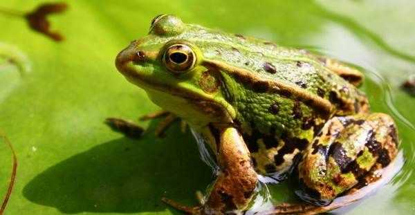 哪些小動(dòng)物能預知下雨,哪些小動(dòng)物能預知下雨的視頻圖4