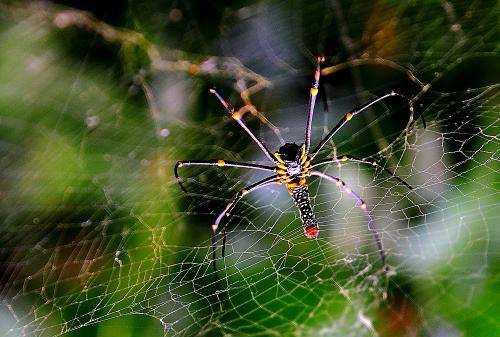哪些小動(dòng)物能預知下雨,哪些小動(dòng)物能預知下雨的視頻圖5