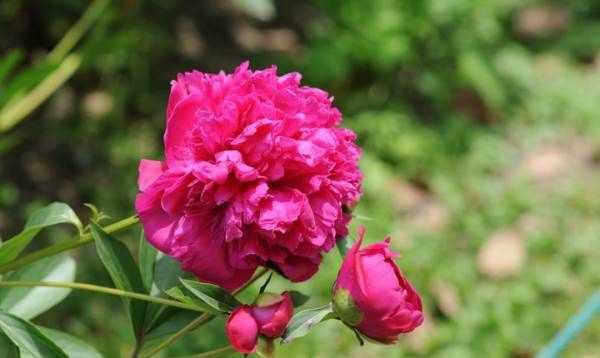 大芍藥花,芍藥花的養殖方法和注意事項圖2
