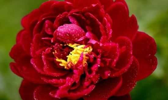 大芍藥花,芍藥花的養殖方法和注意事項圖3