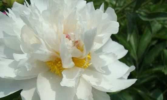 大芍藥花,芍藥花的養殖方法和注意事項圖4