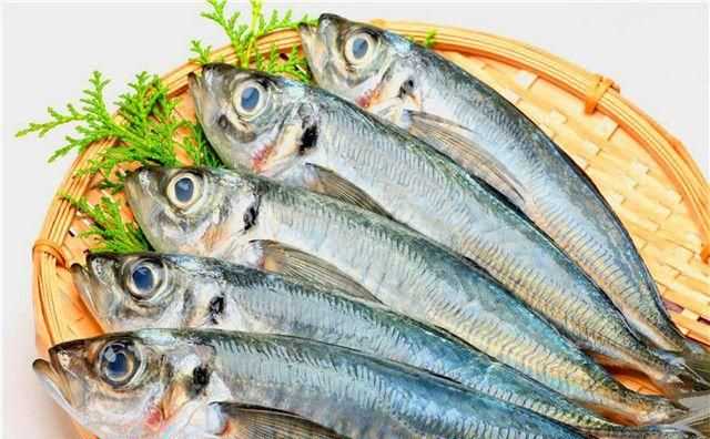 小動(dòng)物是用什么來(lái)辨別氣味的