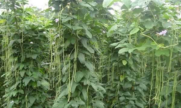 豆角放冰箱長(cháng)了長(cháng)銹斑怎么辦呢