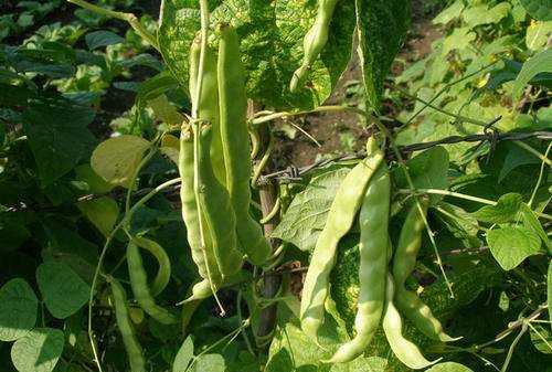 豆角出現銹斑是怎么回事,豆角放冰箱長(cháng)了長(cháng)銹斑怎么辦呢圖2
