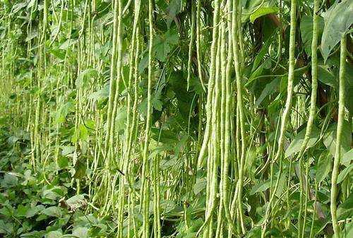 豆角出現銹斑是怎么回事,豆角放冰箱長(cháng)了長(cháng)銹斑怎么辦呢圖3