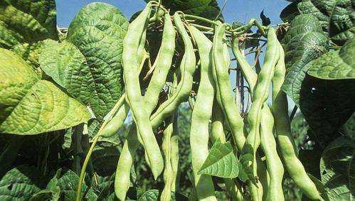 豆角出現銹斑是怎么回事,豆角放冰箱長(cháng)了長(cháng)銹斑怎么辦呢圖4