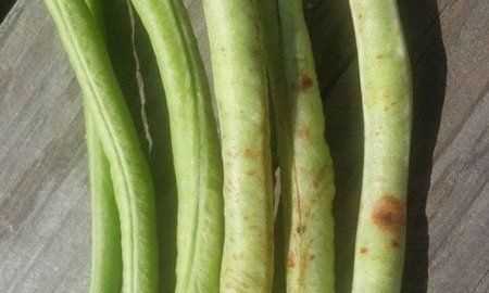豆角出現銹斑是怎么回事,豆角放冰箱長(cháng)了長(cháng)銹斑怎么辦呢圖5