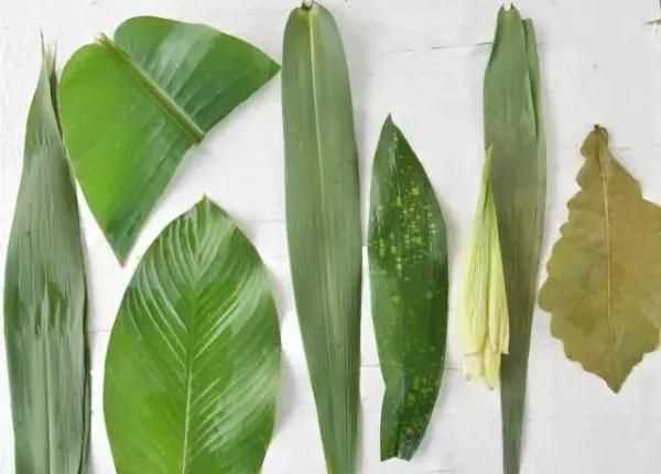 包粽子時(shí)粽子葉子需要煮嗎