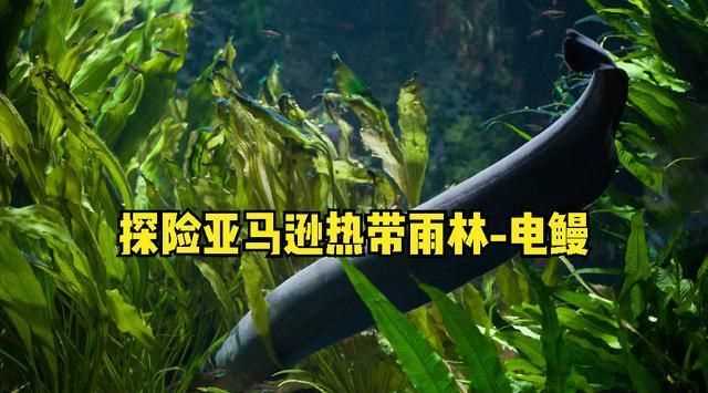 熱帶雨林有什么危險的猛獸