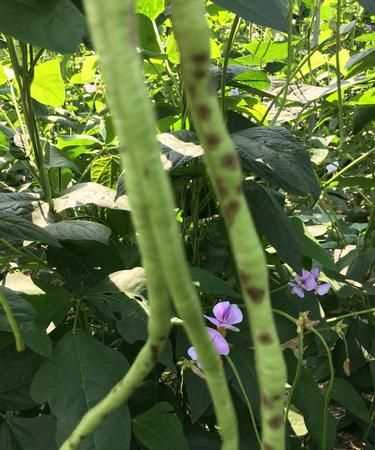 豇豆摘下來(lái)后起銹了