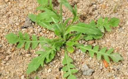 水薺菜和薺菜有什么差別嗎