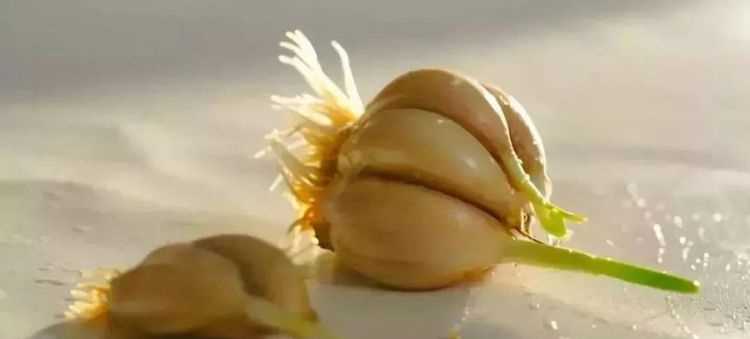 生板栗開(kāi)口了還能吃嗎