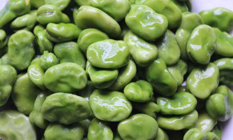 青蠶豆能不能多吃