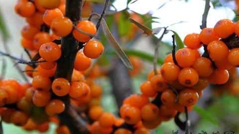 沙棘果冷凍了應該怎么吃呀，一次吃多少，我的果是新鮮的