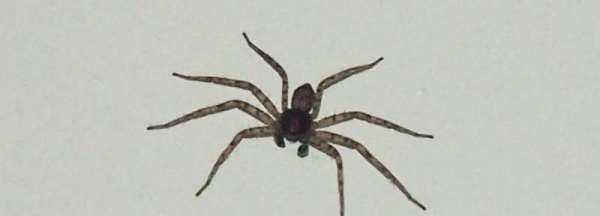 大蜘蛛會(huì )咬人,大蜘蛛進(jìn)家里會(huì )咬人嗎圖1