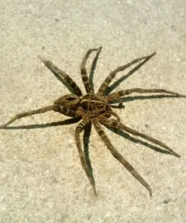 房間有只大蜘蛛會(huì )不會(huì )咬人