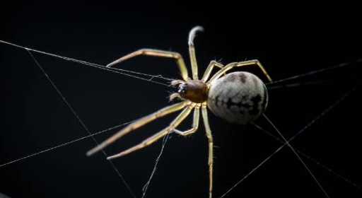 大蜘蛛會(huì )咬人,大蜘蛛進(jìn)家里會(huì )咬人嗎圖3